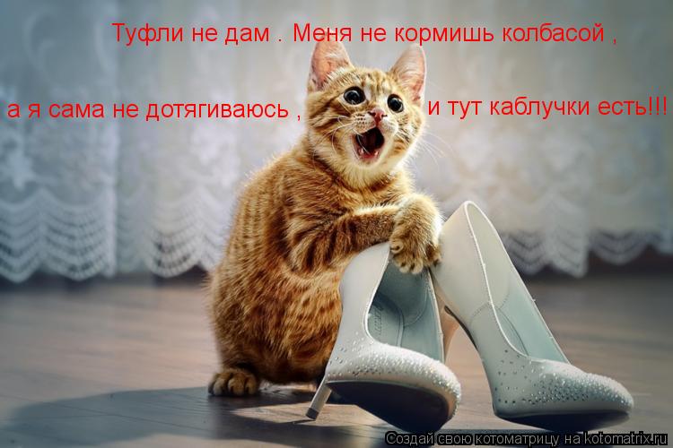 Туфли не дам . Меня не кормишь колбасой , а я сама не дотягиваюсь , и тут каблучки есть!!!... Котоматрица: Туфли не дам . Меня не кормишь колбасой , а я сама не дотягиваюсь , и тут каблучки есть!!!