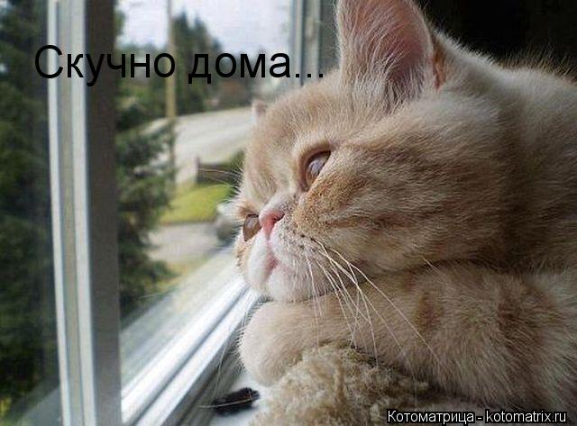 Скучно дома...... Котоматрица: Скучно дома...
