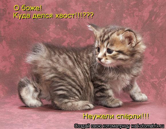 О боже! Куда делся хвост!!!??? Неужели спёрли!!!... Котоматрица: О боже! Куда делся хвост!!!??? Неужели спёрли!!!