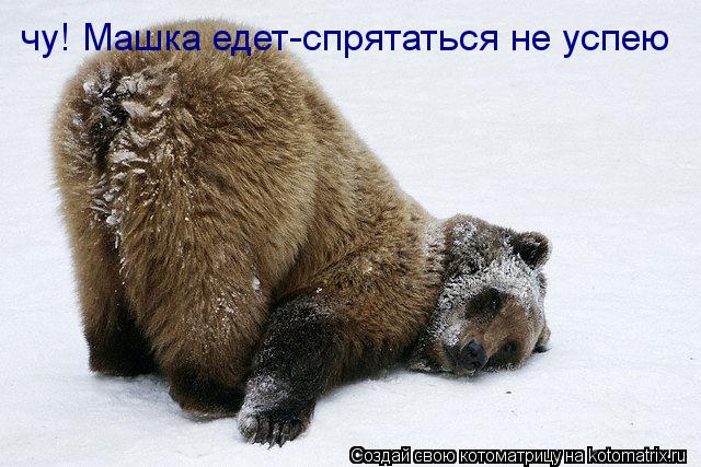 чу! Машка едет-спрятаться не успею... Котоматрица: чу! Машка едет-спрятаться не успею