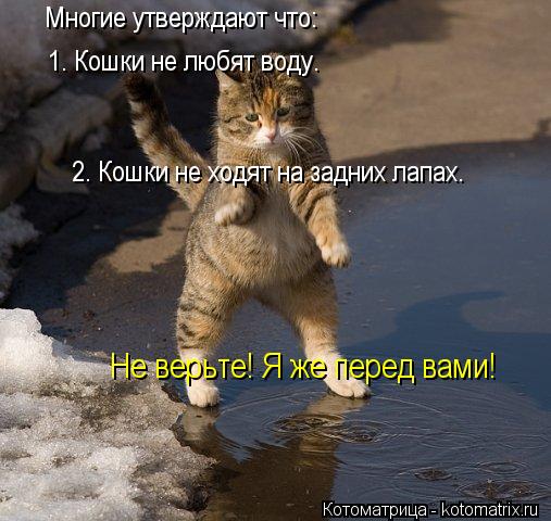 Многие утверждают что: 1. Кошки не любят воду. 2. Кошки не ходят на задних лапах. Не верьте! Я же пер... Котоматрица: Многие утверждают что: 1. Кошки не любят воду. 2. Кошки не ходят на задних лапах. Не верьте! Я же перед вами!