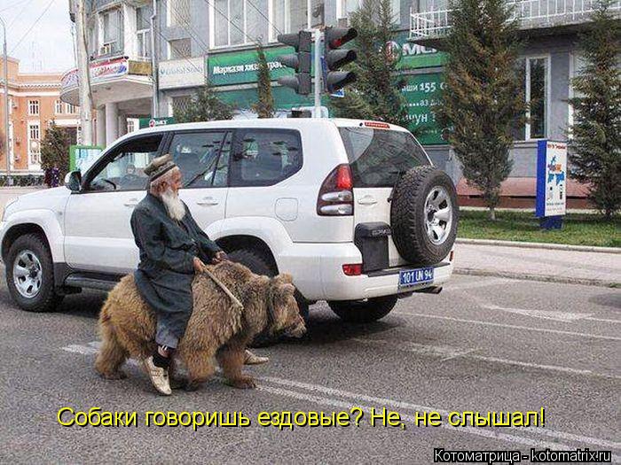 Собаки говоришь ездовые? Не, не слышал!... Котоматрица: Собаки говоришь ездовые? Не, не слышал!