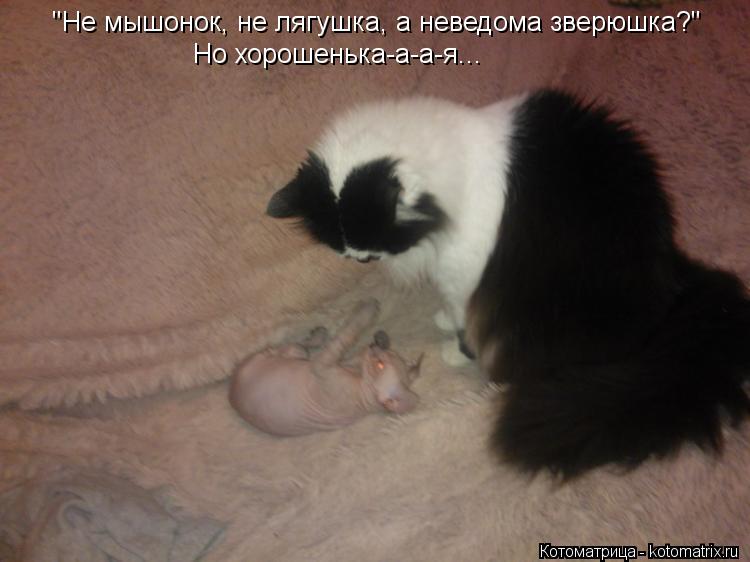 "Не мышонок, не лягушка, а неведома зверюшка?" Но хорошенька-а-а-я...... Котоматрица: "Не мышонок, не лягушка, а неведома зверюшка?" Но хорошенька-а-а-я...