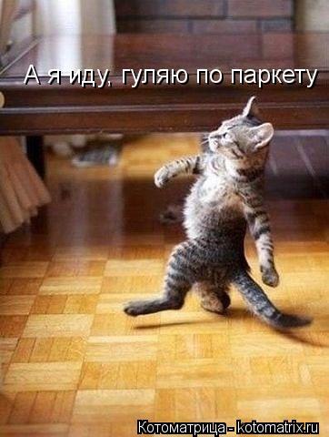 А я иду, гуляю по паркету... Котоматрица: А я иду, гуляю по паркету