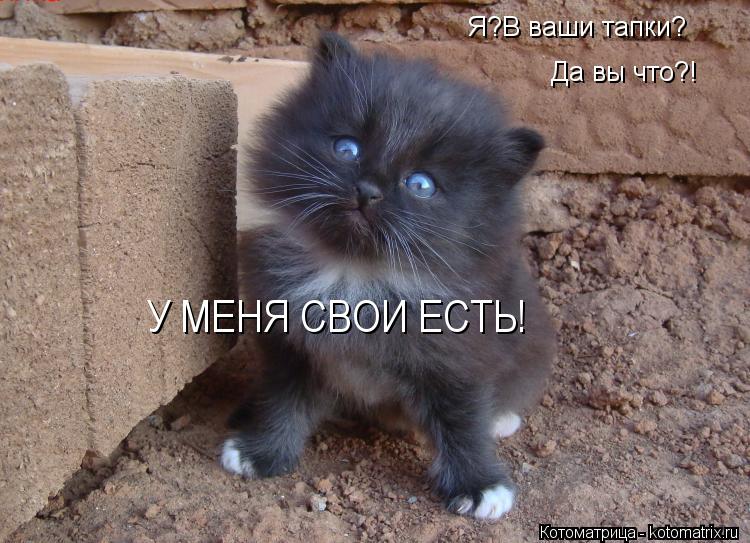 Я?В ваши тапки? Да вы что?! У МЕНЯ СВОИ ЕСТЬ!... Котоматрица: Я?В ваши тапки? Да вы что?! У МЕНЯ СВОИ ЕСТЬ!