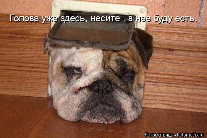 Голова уже здесь, несите , в нее буду есть.... Котоматрица: Голова уже здесь, несите , в нее буду есть.