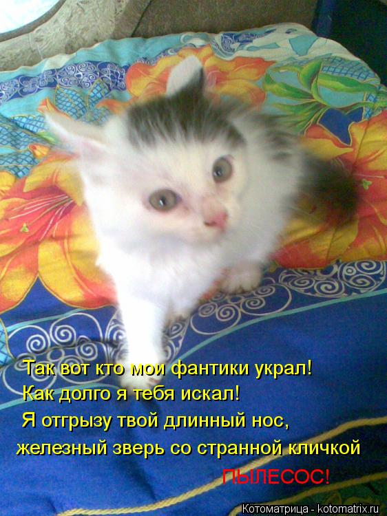 Так вот кто мои фантики украл! Как долго я тебя искал! Я отгрызу твой длинный нос, железный зверь со ... Котоматрица: Так вот кто мои фантики украл! Как долго я тебя искал! Я отгрызу твой длинный нос, железный зверь со странной кличкой ПЫЛЕСОС!