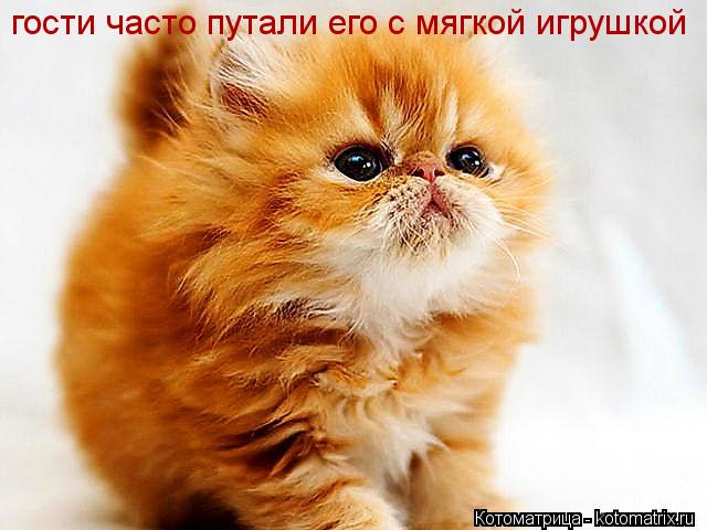 гости часто путали его с мягкой игрушкой... Котоматрица: гости часто путали его с мягкой игрушкой