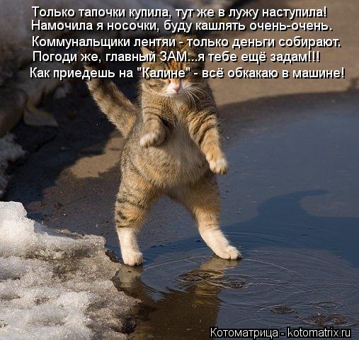 Только тапочки купила, тут же в лужу наступила! Намочила я носочки, буду кашлять очень-очень. Коммуна... Котоматрица: Только тапочки купила, тут же в лужу наступила! Намочила я носочки, буду кашлять очень-очень. Коммунальщики лентяи - только деньги собирают.