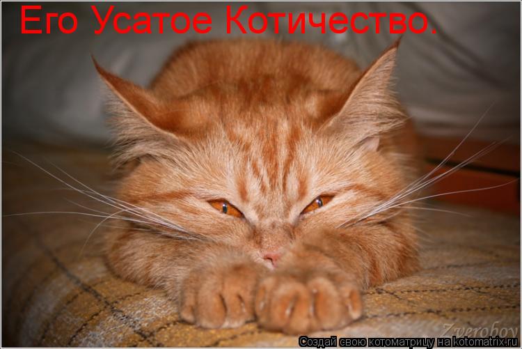 Его Усатое Котичество.... Котоматрица: Его Усатое Котичество.