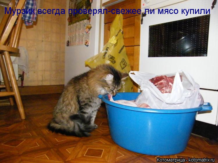 Мурзик всегда проверял-свежее ли мясо купили... Котоматрица: Мурзик всегда проверял-свежее ли мясо купили