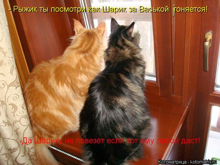 - Рыжик ты посмотри как Шарик за Васькой гоняется! -Да Шарику не повезёт если тот ему лапой даст!... Котоматрица: - Рыжик ты посмотри как Шарик за Васькой гоняется! -Да Шарику не повезёт если тот ему лапой даст!