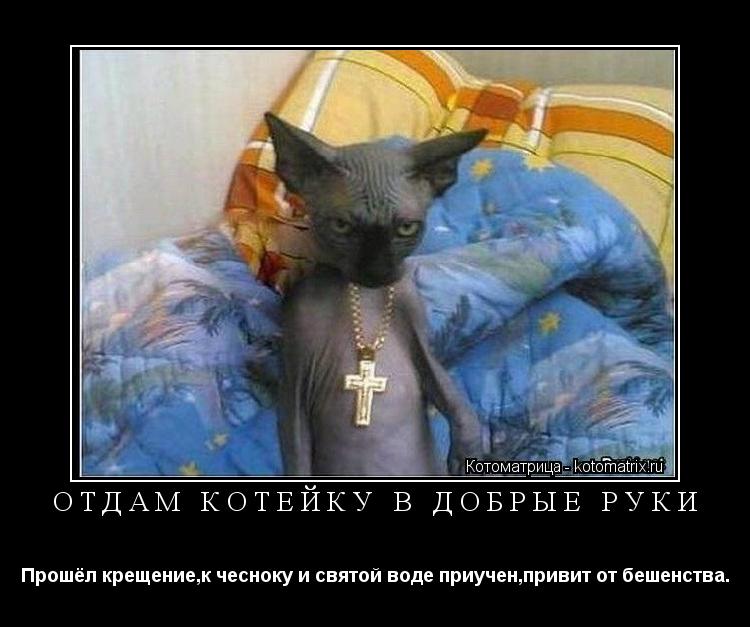 ОТДАМ КОТЕЙКУ В ДОБРЫЕ РУКИ Прошёл крещение,к чесноку и святой воде приучен,привит от бешенства.... Котоматрица: ОТДАМ КОТЕЙКУ В ДОБРЫЕ РУКИ Прошёл крещение,к чесноку и святой воде приучен,привит от бешенства.