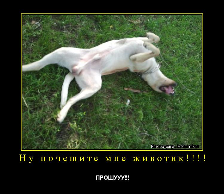 Ну почешите мне животик!!!! ПРОШУУУ!!!... Котоматрица: Ну почешите мне животик!!!! ПРОШУУУ!!!