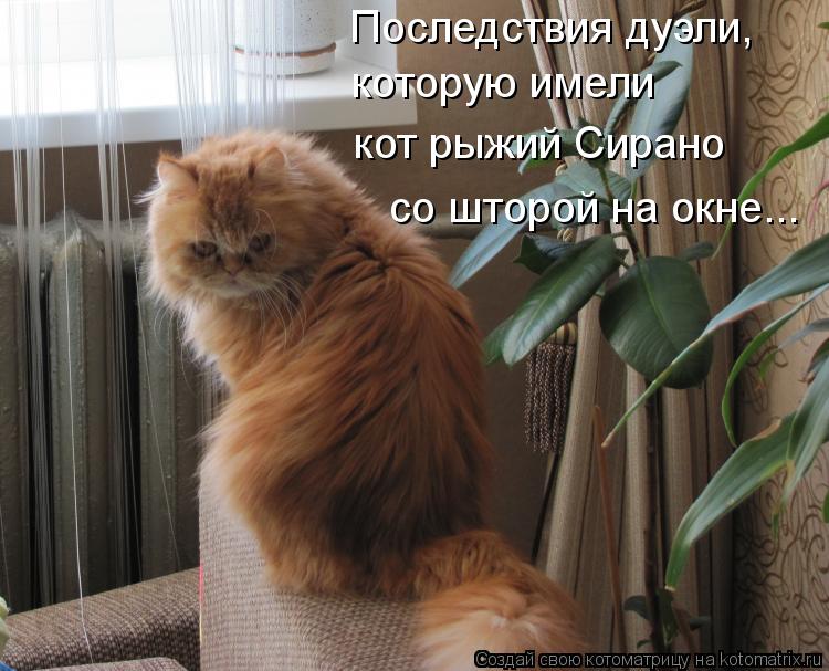 Последствия дуэли, которую имели кот рыжий Сирано со шторой на окне...... Котоматрица: Последствия дуэли, которую имели кот рыжий Сирано со шторой на окне...