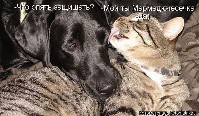 -Мой ты Мармадючесечка -Что опять защищать? -Да)... Котоматрица: -Мой ты Мармадючесечка -Что опять защищать? -Да)
