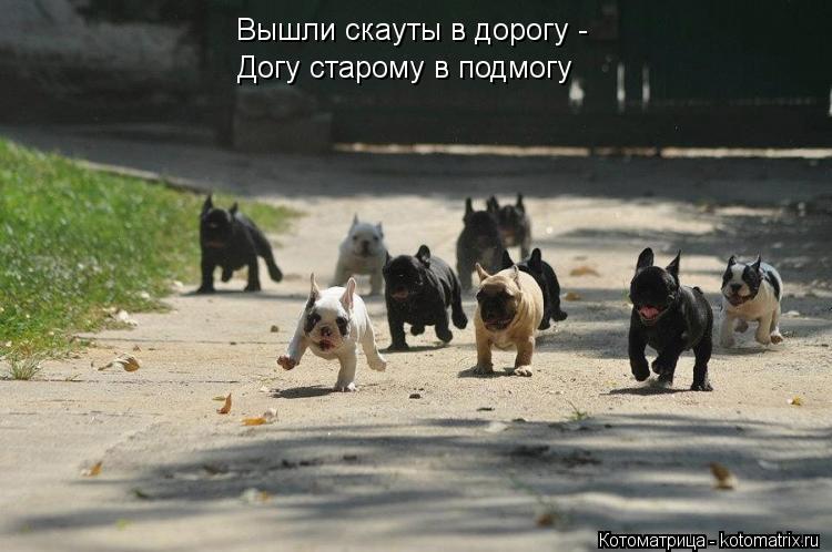 Вышли скауты в дорогу - Догу старому в подмогу... Котоматрица: Вышли скауты в дорогу - Догу старому в подмогу