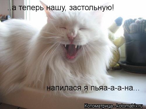 kotomatritsa_29.jpg