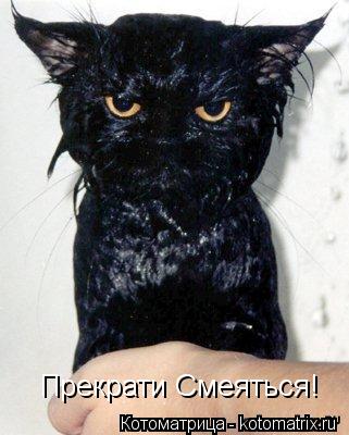 Прекрати Смеяться!... Котоматрица: Прекрати Смеяться!