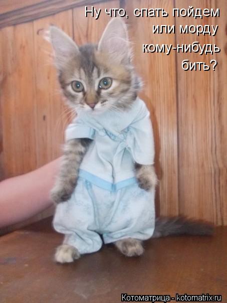 Ну что, спать пойдем или морду кому-нибудь бить?... Котоматрица: Ну что, спать пойдем или морду кому-нибудь бить?