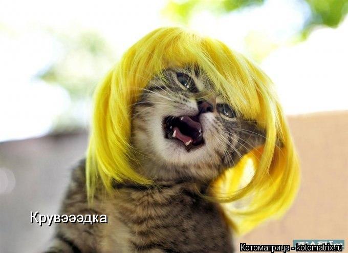 Крувэээдка... Котоматрица: Крувэээдка