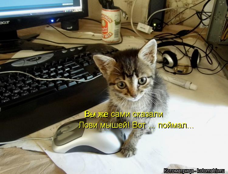 Вы же Вы же сами сказали Лови мышей! Вот ... поймал...... Котоматрица: Вы же Вы же сами сказали Лови мышей! Вот ... поймал...