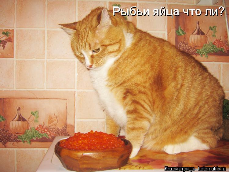Рыбьи яйца что ли?... Котоматрица: Рыбьи яйца что ли?