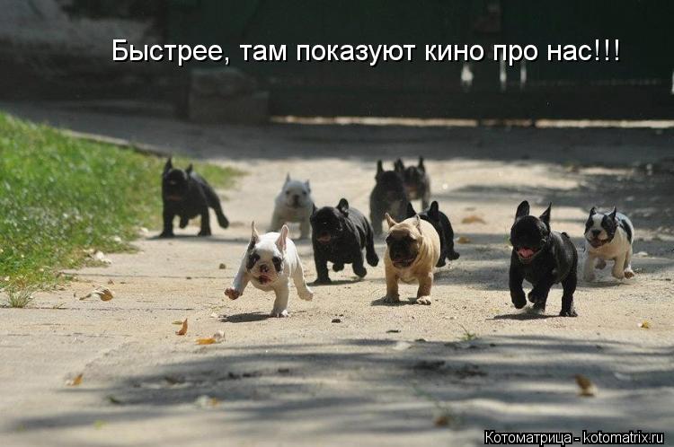 Быстрее, там показуют кино про нас!!!... Котоматрица: Быстрее, там показуют кино про нас!!!