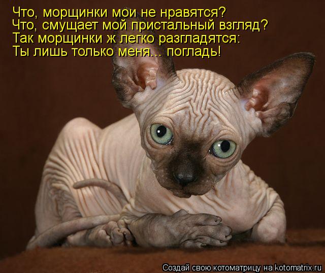 Что, морщинки мои не нравятся? Что, смущает мой пристальный взгляд? Так морщинки ж легко разгладятся:... Котоматрица: Что, морщинки мои не нравятся? Что, смущает мой пристальный взгляд? Так морщинки ж легко разгладятся: Ты лишь только меня... погладь!