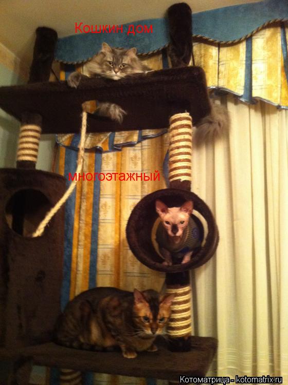 Кошкин дом многоэтажный... Котоматрица: Кошкин дом многоэтажный