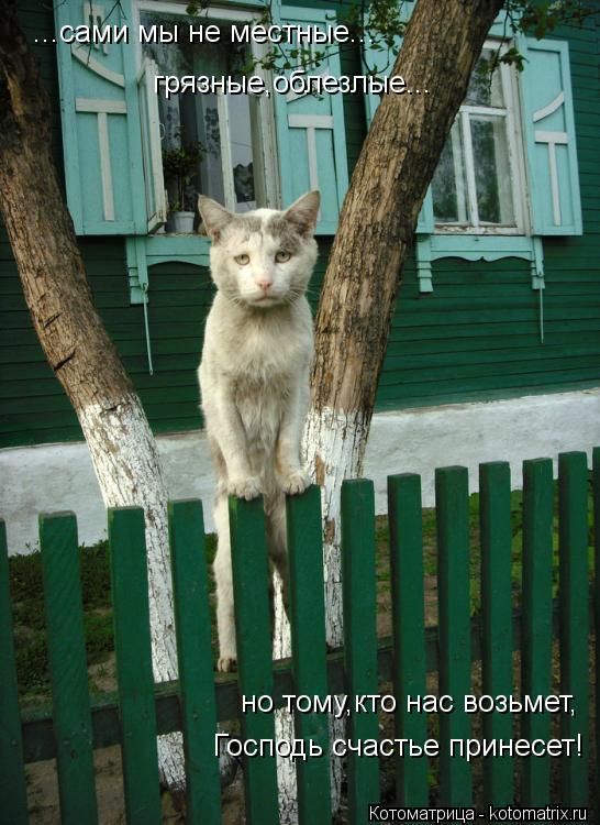 ...сами мы не местные... грязные,облезлые... но тому,кто нас возьмет, Господь счастье принесет!... Котоматрица: ...сами мы не местные... грязные,облезлые... но тому,кто нас возьмет, Господь счастье принесет!