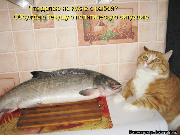 Что делаю на кухне с рыбой? Обсуждаю текущую политическую ситуацию... Котоматрица: Что делаю на кухне с рыбой? Обсуждаю текущую политическую ситуацию