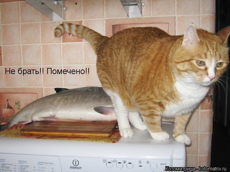 Не брать!! Помечено!!... Котоматрица: Не брать!! Помечено!!