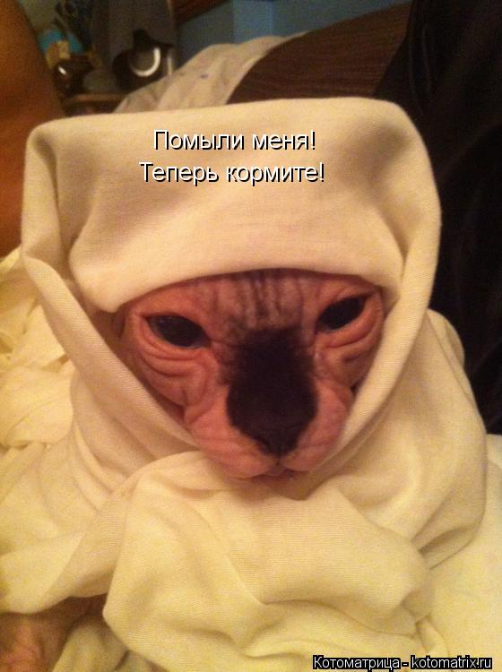 Помыли меня! Теперь кормите!... Котоматрица: Помыли меня! Теперь кормите!