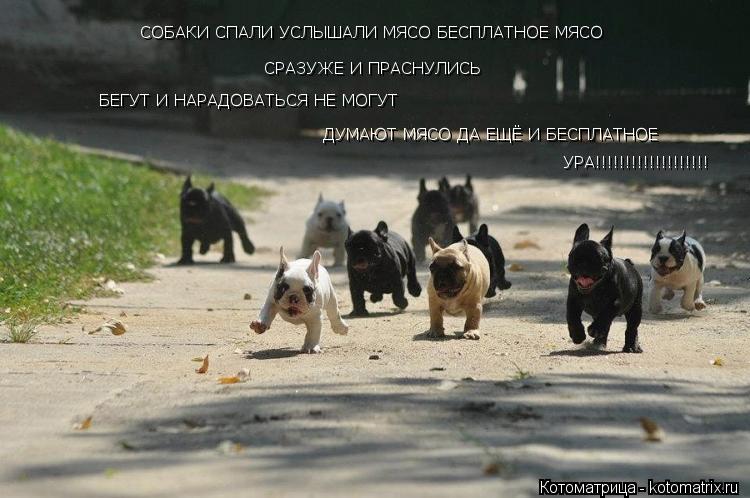 СОБАКИ СПАЛИ УСЛЫШАЛИ МЯСО БЕСПЛАТНОЕ МЯСО СРАЗУЖЕ И ПРАСНУЛИСЬ БЕГУТ И НАРАДОВАТЬСЯ НЕ МОГУТ ДУМАЮТ ... Котоматрица: СОБАКИ СПАЛИ УСЛЫШАЛИ МЯСО БЕСПЛАТНОЕ МЯСО СРАЗУЖЕ И ПРАСНУЛИСЬ БЕГУТ И НАРАДОВАТЬСЯ НЕ МОГУТ ДУМАЮТ МЯСО ДА ЕЩЁ И БЕСПЛАТНОЕ УРА!!!!!!!!!!!!!!!!!