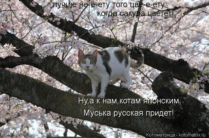 лучше не-е-ету того цве-е-ету, когда сакура цветет! Ну,а к нам,котам японским, Муська русская придет!... Котоматрица: лучше не-е-ету того цве-е-ету, когда сакура цветет! Ну,а к нам,котам японским, Муська русская придет!