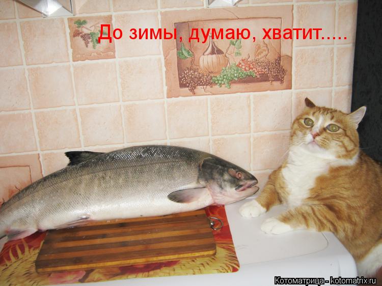 До зимы, думаю, хватит........ Котоматрица: До зимы, думаю, хватит.....