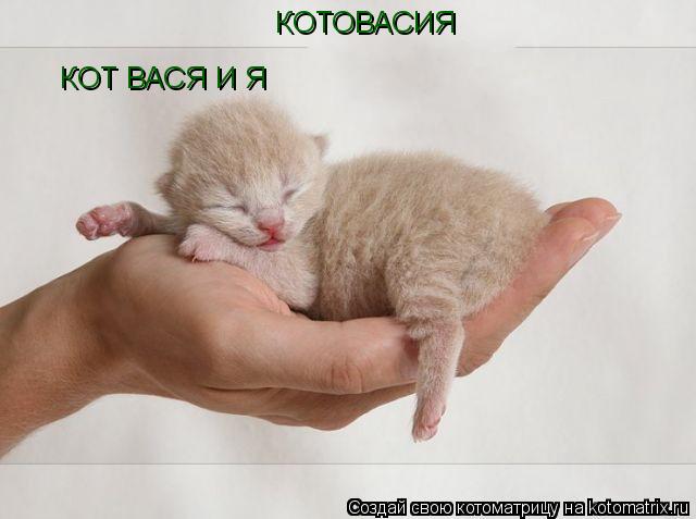 КОТ ВАСЯ И Я КОТОВАСИЯ... Котоматрица: КОТ ВАСЯ И Я КОТОВАСИЯ