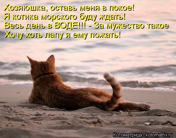 Хозяюшка, оставь меня в покое! Я котика морского буду ждать! Весь день в ВОДЕ!!! - За мужество такое ... Котоматрица: Хозяюшка, оставь меня в покое! Я котика морского буду ждать! Весь день в ВОДЕ!!! - За мужество такое Хочу хоть лапу я ему пожать!