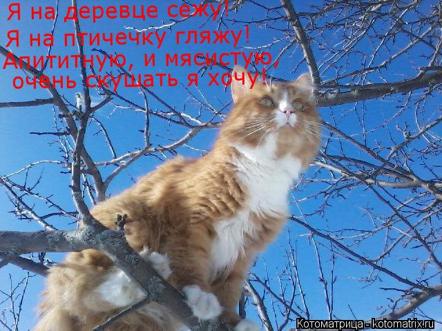 Я на деревце сежу! Я на птичечку гляжу! Апититную, и мясистую, очень скушать я хочу!... Котоматрица: Я на деревце сежу! Я на птичечку гляжу! Апититную, и мясистую, очень скушать я хочу!