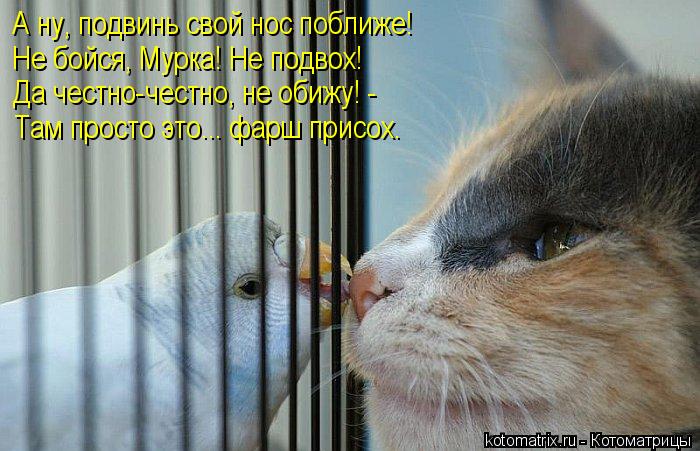 А ну, подвинь свой нос поближе! Не бойся, Мурка! Не подвох! Да честно-честно, не обижу! - Там просто... Котоматрица: А ну, подвинь свой нос поближе! Не бойся, Мурка! Не подвох! Да честно-честно, не обижу! - Там просто это... фарш присох.
