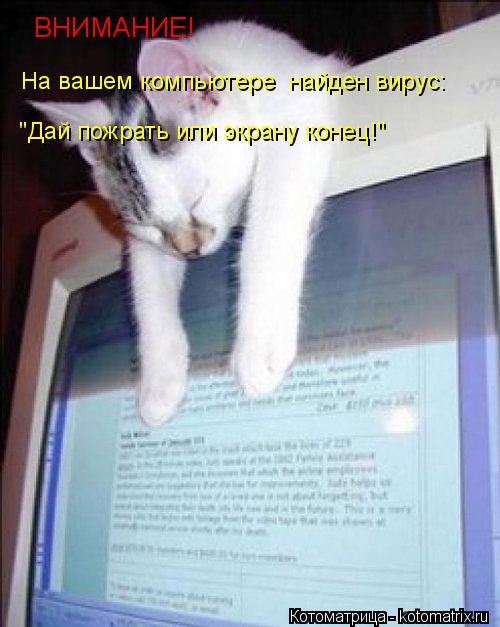 ВНИМАНИЕ! На вашем компьютере найден вирус: "Дай пожрать или экрану конец!"... Котоматрица: ВНИМАНИЕ! На вашем компьютере найден вирус: "Дай пожрать или экрану конец!"