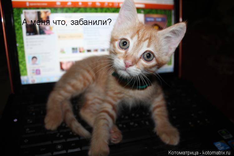 А меня что, забанили?... Котоматрица: А меня что, забанили?