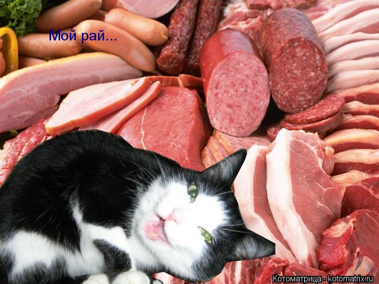 Мой рай...... Котоматрица: Мой рай...