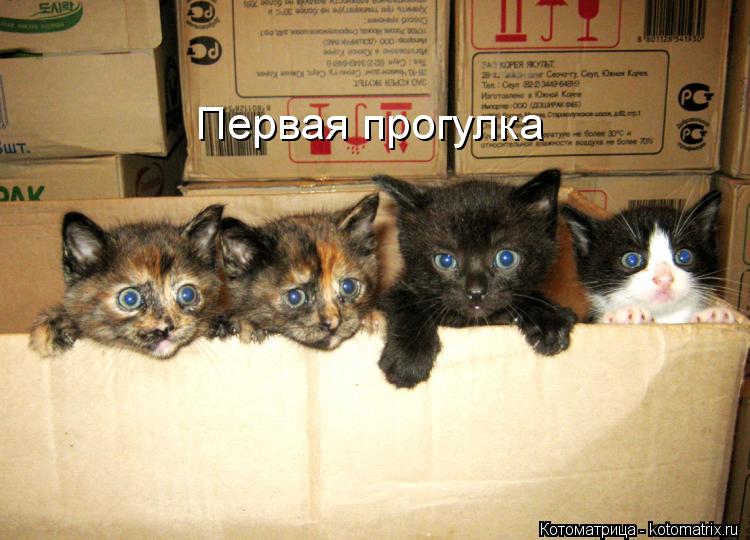 Первая прогулка... Котоматрица: Первая прогулка