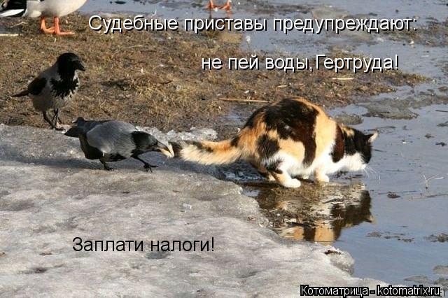 Судебные приставы предупреждают: не пей воды,Гертруда! Заплати налоги!... Котоматрица: Судебные приставы предупреждают: не пей воды,Гертруда! Заплати налоги!
