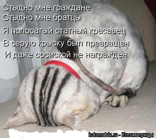 Стыдно мне граждане Я полосатый статный красавец Стыдно мне братцы В серую крыску был превращен И даж... Котоматрица: Стыдно мне граждане Я полосатый статный красавец Стыдно мне братцы В серую крыску был превращен И даже сосиской не награжден