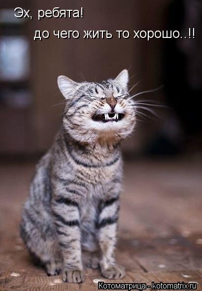 Эх, ребята! до чего жить то хорошо..!!... Котоматрица: Эх, ребята! до чего жить то хорошо..!!