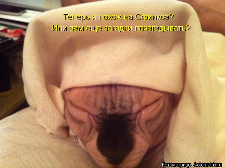 Теперь я похож на Сфинкса? Или вам еще загадки позагадывать?... Котоматрица: Теперь я похож на Сфинкса? Или вам еще загадки позагадывать?