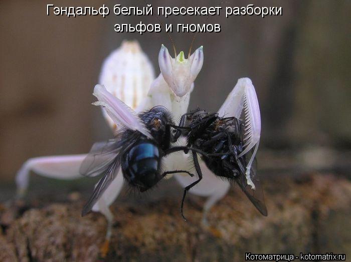 Гэндальф белый пресекает разборки эльфов и гномов... Котоматрица: Гэндальф белый пресекает разборки эльфов и гномов